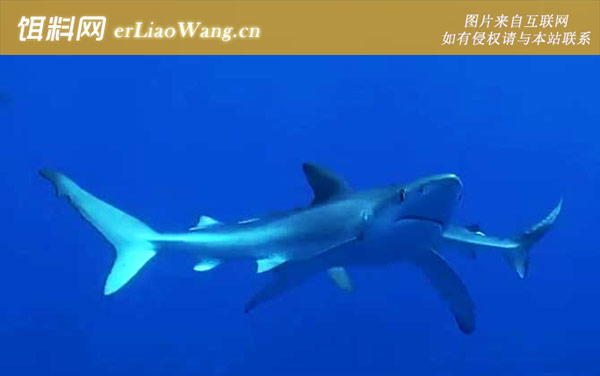 大青鲨:生活习性