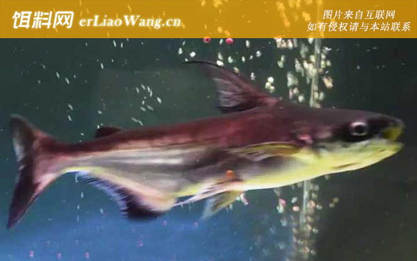 淡水鲨鱼:生活习性