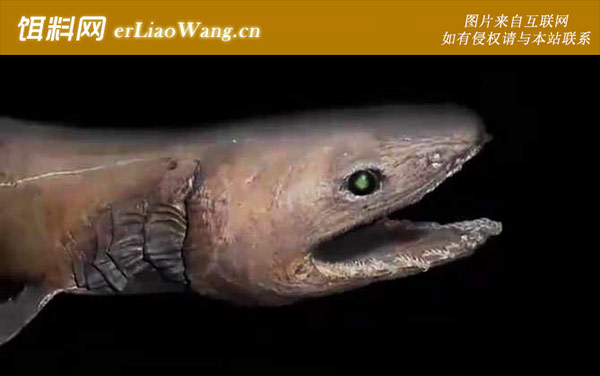 开口鲨:分布范围