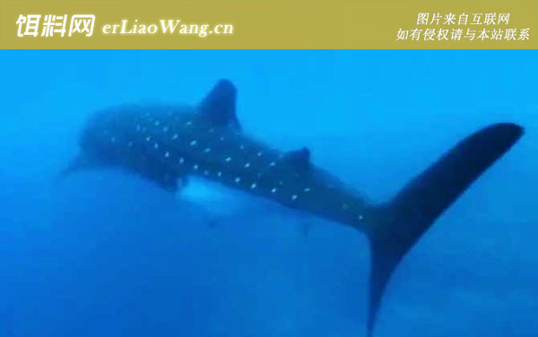 鲸鲨:生活习性