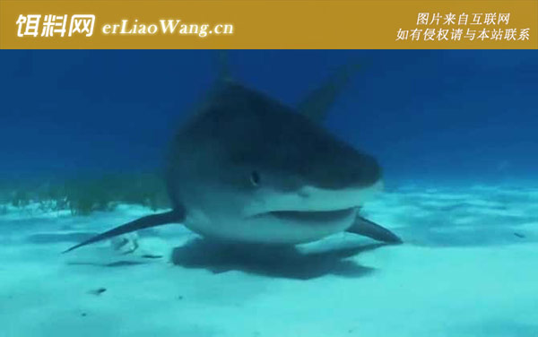 牛鲨:生活习性