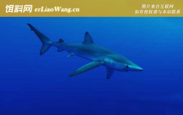 蓝鲨:鱼种论述
