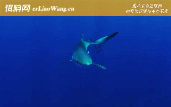 蓝鲨:分布范围