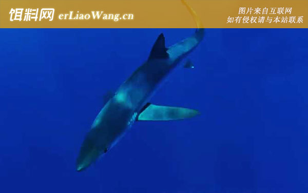 蓝鲨:生活习性