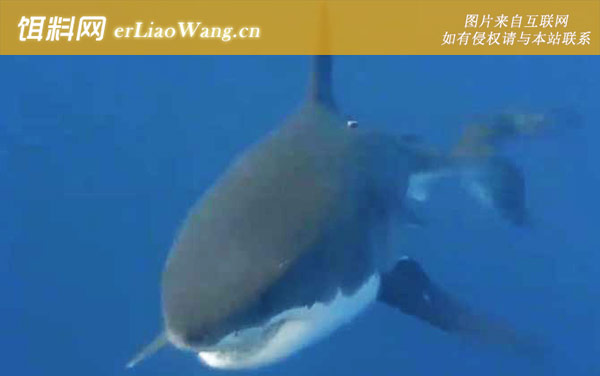 噬人鲨:分布范围