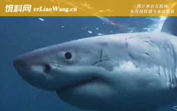 噬人鲨:生活习性