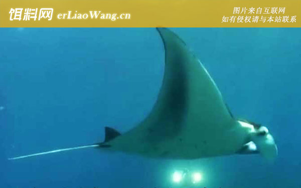 蝙蝠鲨:生活习性