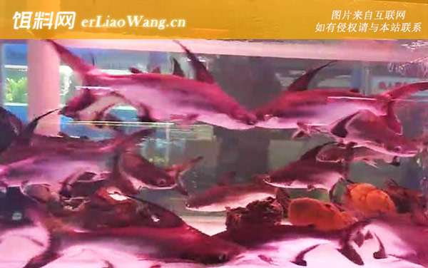 小蓝鲨:分布范围