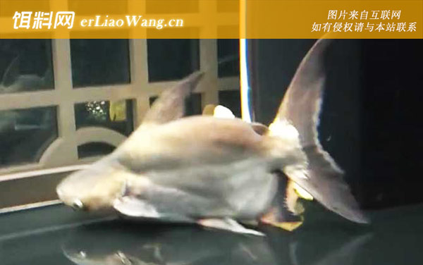 小蓝鲨:生活习性