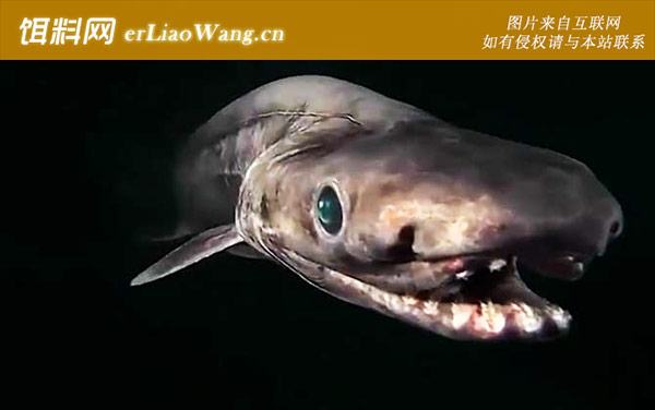 皱鳃鲨:分布范围