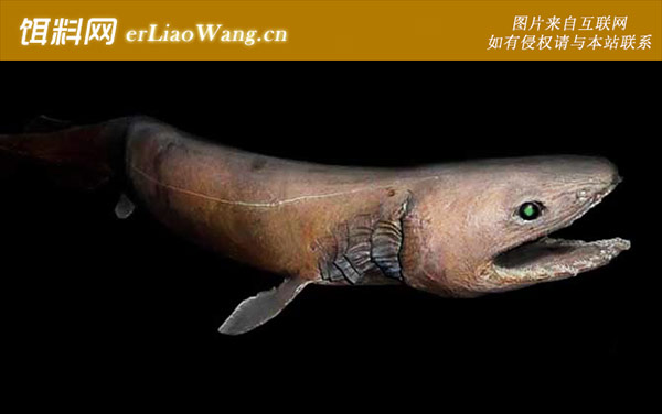 皱鳃鲨:生活习性