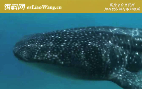 豆腐鲨:分布范围