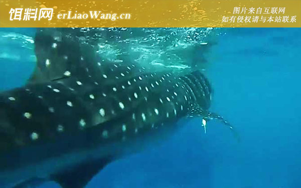 豆腐鲨:生活习性