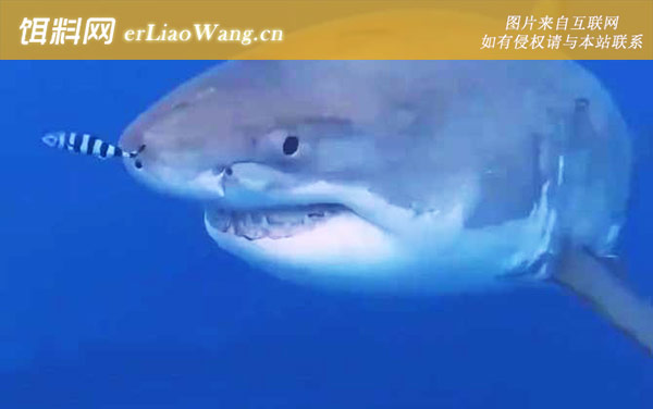 大白鲨:分布范围