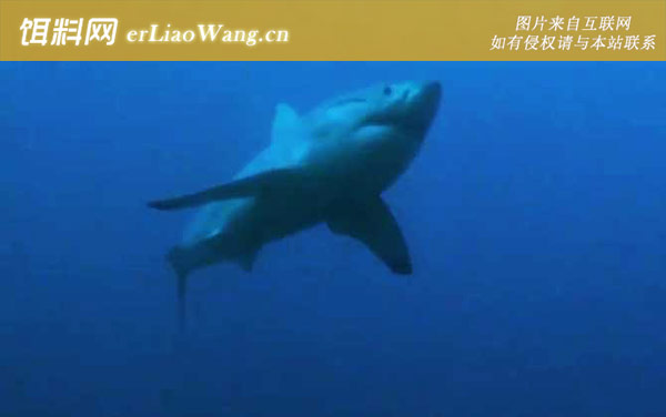 大白鲨:生活习性