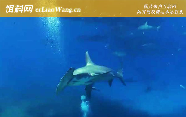 锤头鲨:生活习性