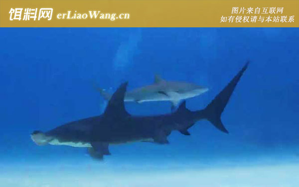 锤头鲨:代表物种