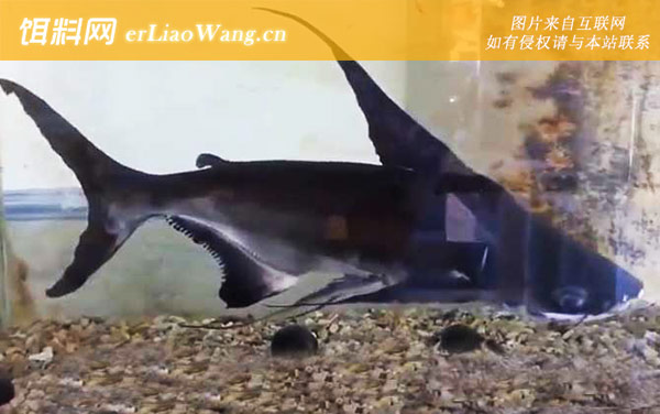 虎头鲨:分布范围