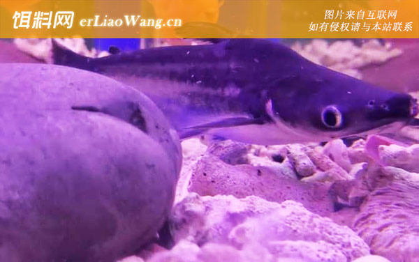 虎头鲨:生活习性