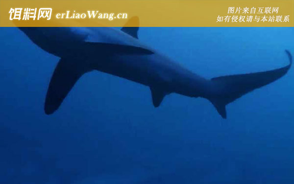 拟猫鲨:长尾鲨科