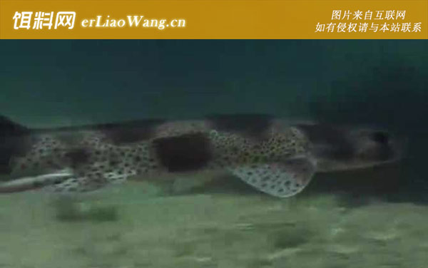 巨口鲨:拟皱唇鲨科