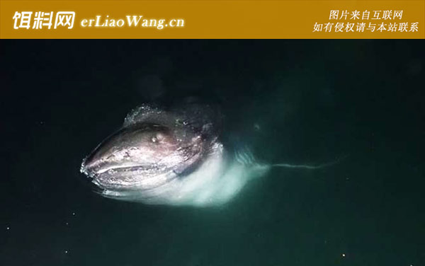 巨口鲨:巨口鲨科