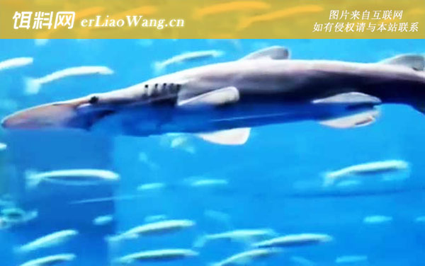 剑吻鲨:分布范围