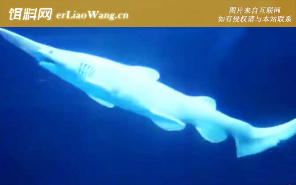 剑吻鲨:生活习性