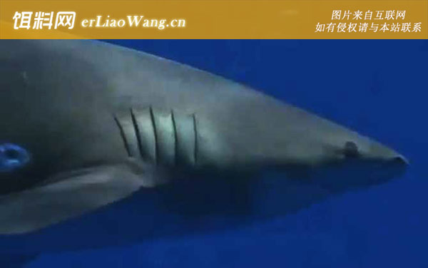 白鳍鲨:生活习性