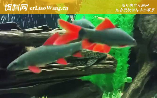 彩虹鲨:生活习性