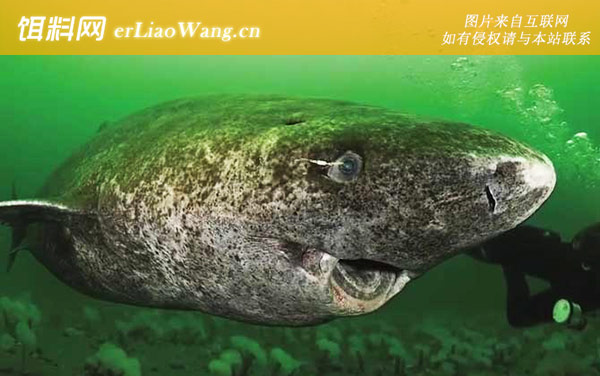 格陵兰鲨:分布范围