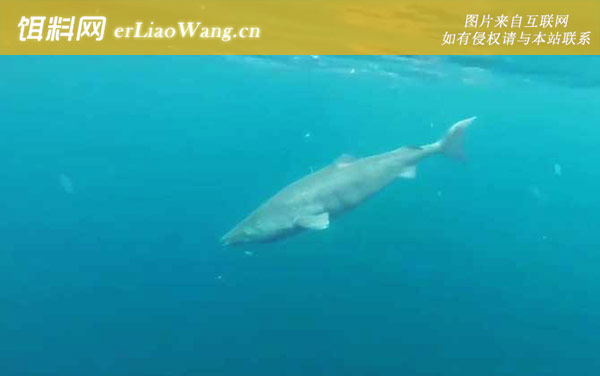 格陵兰鲨:生活习性