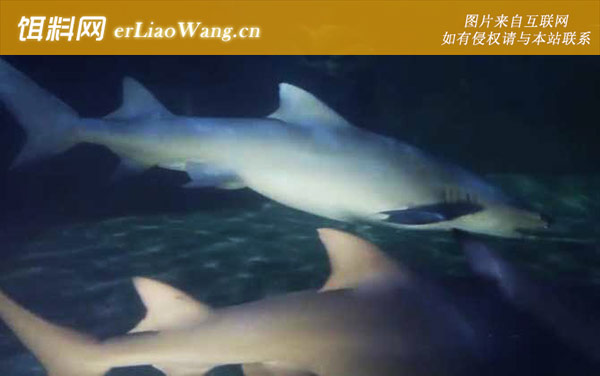 黑鳍鲨:分布范围