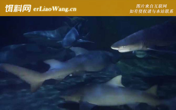 黑鳍鲨:生活习性