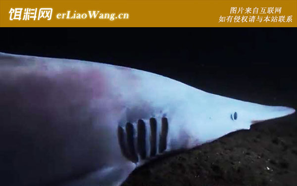 精灵鲨:分布范围