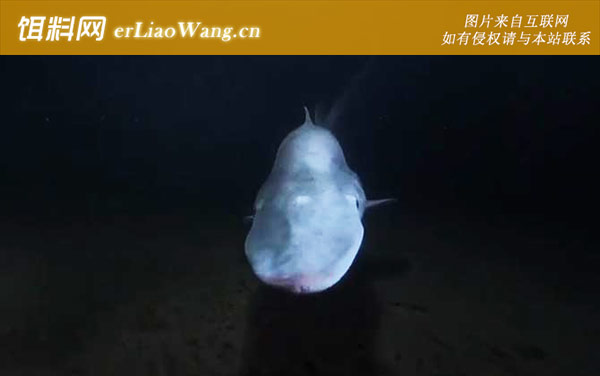 精灵鲨:生活习性