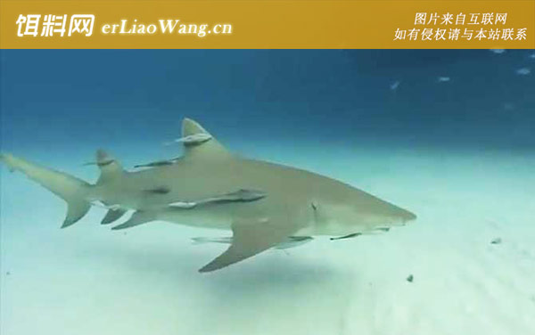 柠檬鲨:分布范围