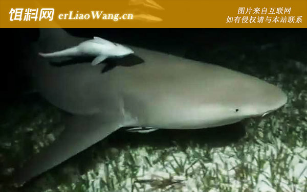 柠檬鲨:生活习性