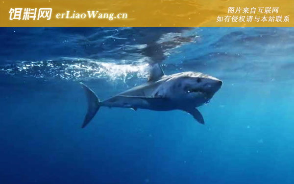 灰鲭鲨:分布范围