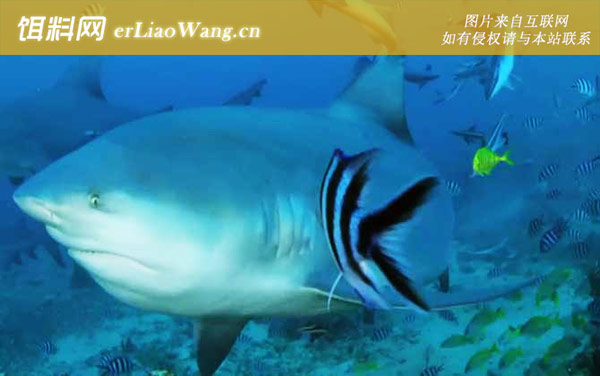 灰鲭鲨:生活习性