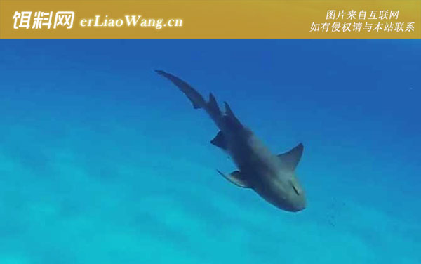 护士鲨:分布范围