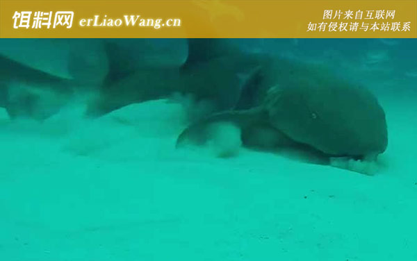 护士鲨:生活习性