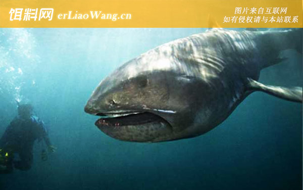 大嘴鲨:分布范围