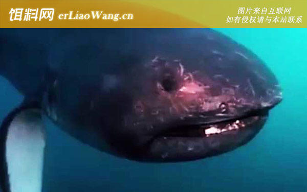 大嘴鲨:生活习性