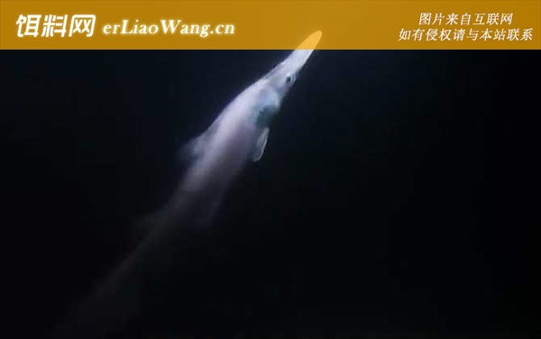 哥布林鲨:分布范围