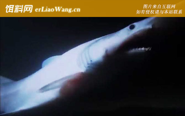 哥布林鲨:生活习性