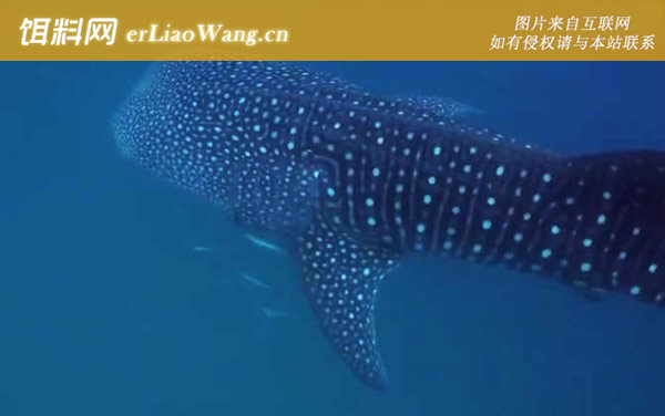 金钱鲨:生活习性