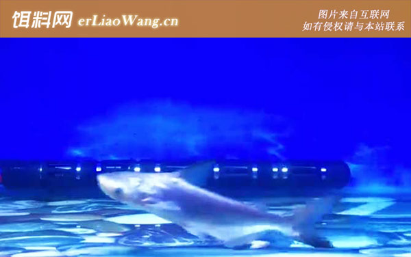 成吉思汗鲨:生活习性