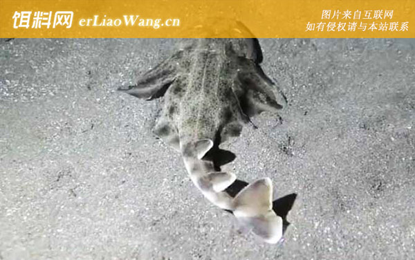 鲨鱼属于鱼类吗-物种分类