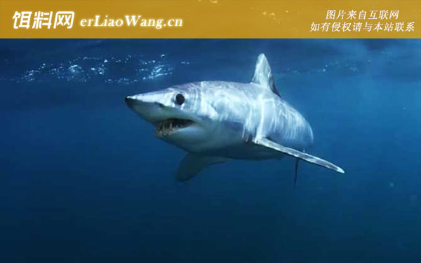 鲨鱼:危险种类